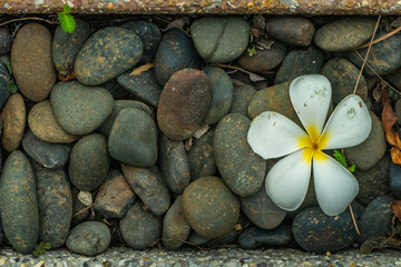 Fototapeta na wymiar White plumeria flowers On a large pebble stone as a background.