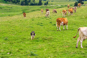 Friendship of a Calf and a Dog That Guards It, Natural Background
