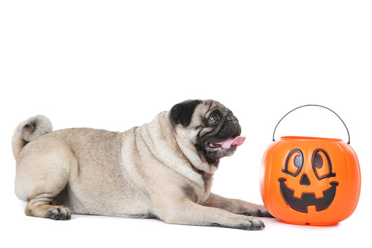 Pug dog with halloween bucket on white background