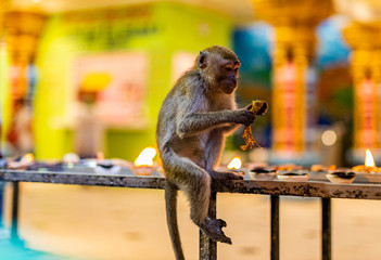 naughty monkey at indian temple