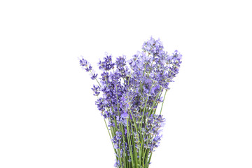 Obraz premium Lavender flowers isolated on white background