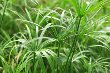 Group of papyrus growing up near the water source. Papyrus with straight stems and long slender...