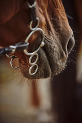 Brown Horse Muzzle And Reins