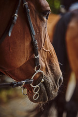 Portrait of a brown horse with a bridle