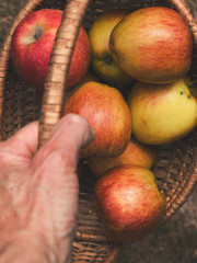 Freshly harvested apples in a basket