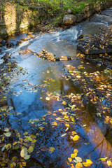 Autumn leaves that are in the water