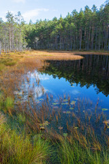 Obraz premium Coniferous forest with a lake in autumn