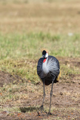 Grey Crowned Crane bird