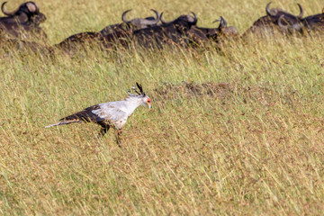 Secretarybird with african buffalo in the background
