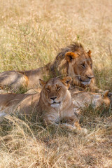 Fototapeta na wymiar Tired Lions lying down in the shade