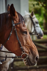 portrait of a horse