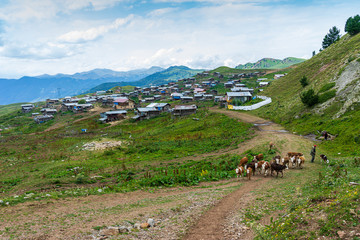 Fototapeta na wymiar Summer Landscape in Artvin Province with Cows Grazing on Fresh Green Mountain.k