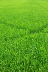 Rice paddy field in Thailand