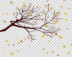 Fall (Autumn) Maple Background