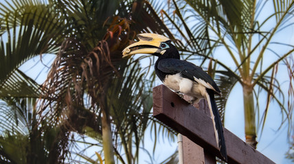 Hornbill bird on a fence eating a banana