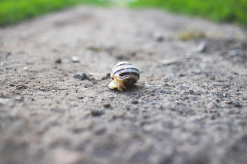 Background and foreground in defocus. A snail crawls on an asphalt road.
