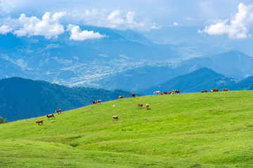 Fototapeta na wymiar Cows running in the mountains of Artvin, Turkey