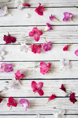 Gladiolus flowers top view