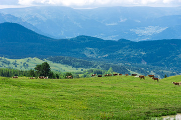 Fototapeta na wymiar Cows running in the mountains of Artvin, Turkey