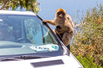 Gibraltar macaques mother and baby on car