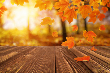 Naklejka na ściany i meble Autumn leaves on the sun.