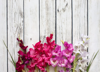 Fototapeta na wymiar Gladiolus flowers top view