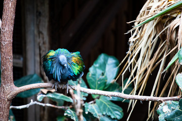 Nicobar Pigeon