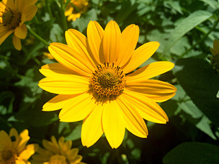 Yellow rudbeckia flower in the garden