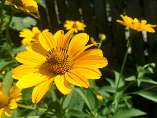 Yellow rudbeckia flower in the garden