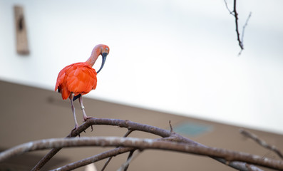 Scarlet Ibis