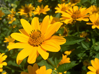 Yellow rudbeckia flower in the garden