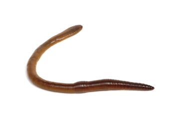 animal earth worm isolated on white