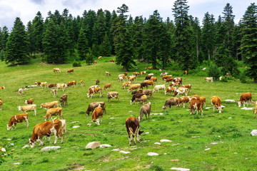 Summer Landscape in Artvin Province with Cows Grazing on Fresh Green Mountain.
