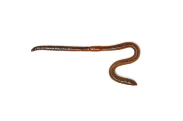 animal earth worm isolated on white