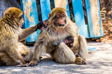 Naklejka premium Gibraltar macaques angry mother with babies