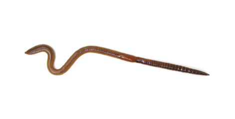animal earth worm isolated on white