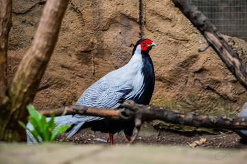 Silver Pheasant