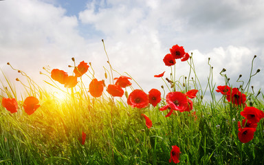 Red poppies on field