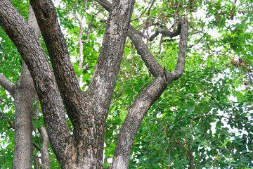 Tree trunk and green blurred background.
