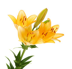  lilies on a white background