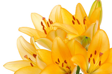 Obraz premium lilies on a white background