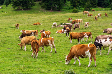 Obraz premium Summer Landscape in Artvin Province with Cows Grazing on Fresh Green Mountain.
