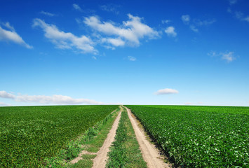 road in green field
