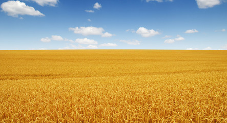 Naklejka premium Golden wheat field