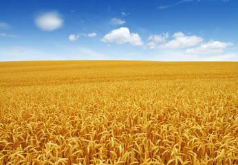 Fototapeta premium Golden wheat field