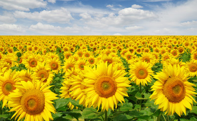 Fototapeta premium Sunflowers field on sky