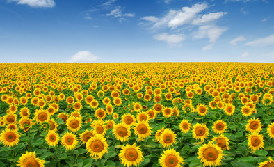 Fototapeta premium Sunflowers field on sky
