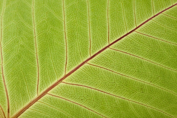 Close up of Leaf Veins