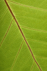 Close up of Leaf Veins