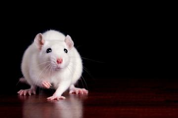 white rat on a dark wooden table on a black background, place for your text, the symbol of the Chinese New Year